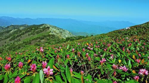 北京高山杜鹃怎么种植