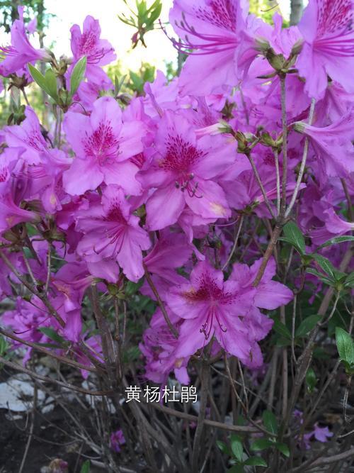 北方杜鹃花的优缺点