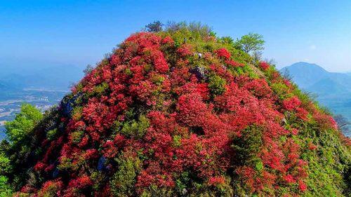 高山杜鹃木材能干啥