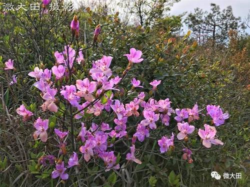 杜鹃花刷爆朋友圈这是什么梗