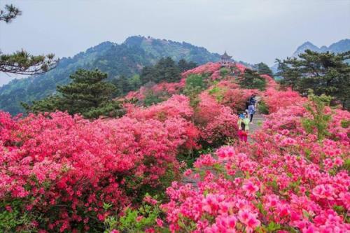 野生杜鹃要多久能开花