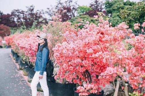 杜鹃花和樱花是一样的吗