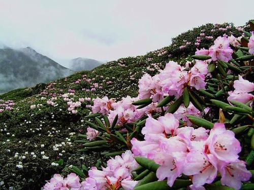 高山杜鹃长得快吗