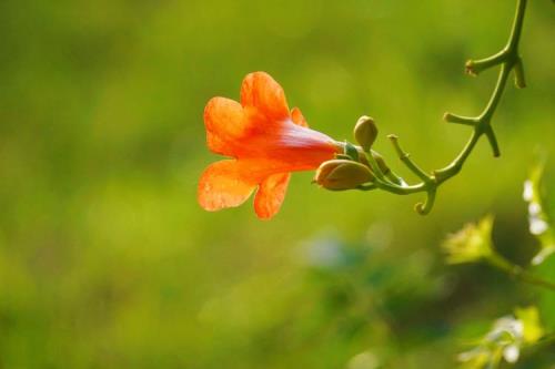 凌霄花为什么到处窜