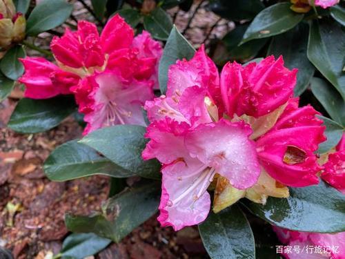 野生杜鹃花是国家保护植物吗