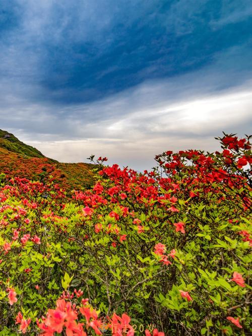 中国最大的杜鹃花基地在哪