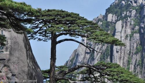 形容黄山松树美景的词语