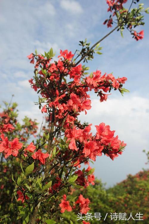 高山杜鹃的花语及内涵