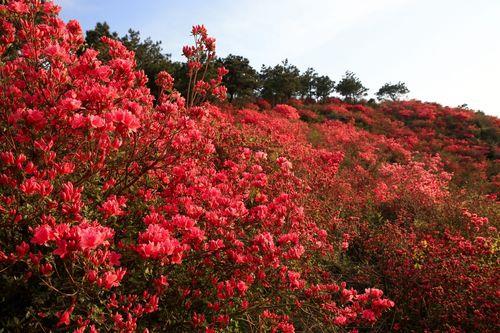 杜鹃花为什么又叫映山红