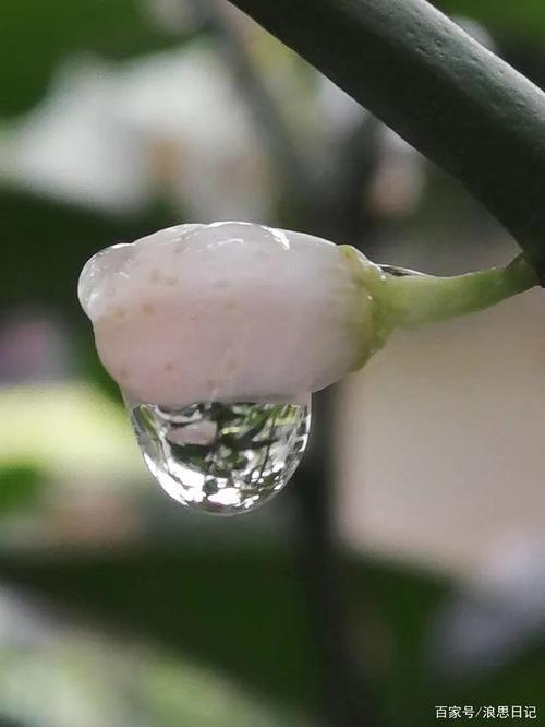 形容带雨珠的花