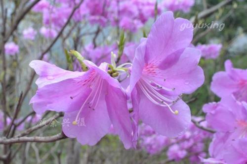 杜鹃花树皮裂掉了什么原因