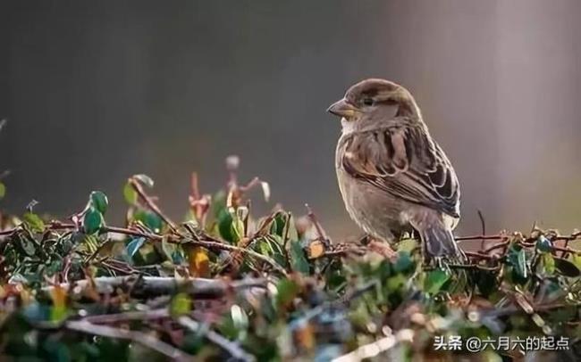 什么麻雀最凶猛