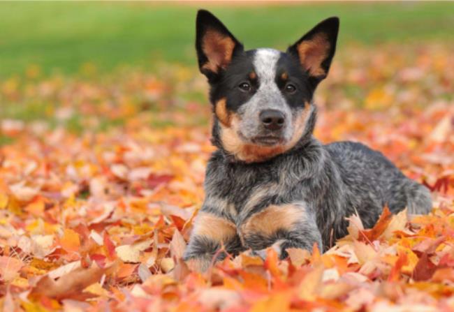 澳洲牧牛犬禁养吗