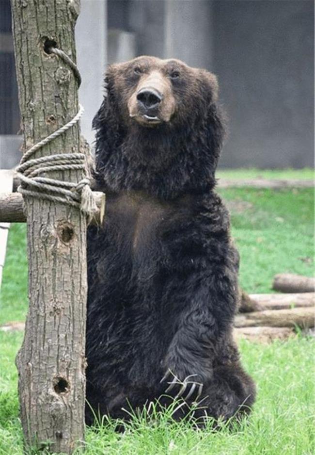 俄罗斯的代表动物为什么是熊