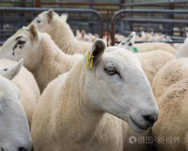 苏联的动物农场里有什么