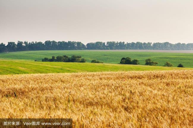 乌克兰的小麦几月成熟