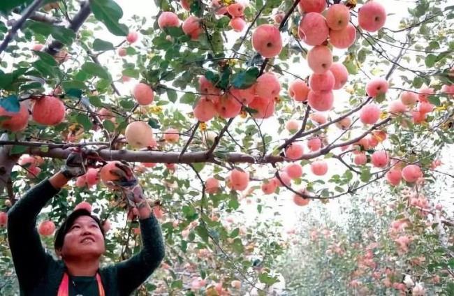 什么苹果的由来