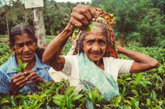 斯里兰卡茶叶质量好的原因