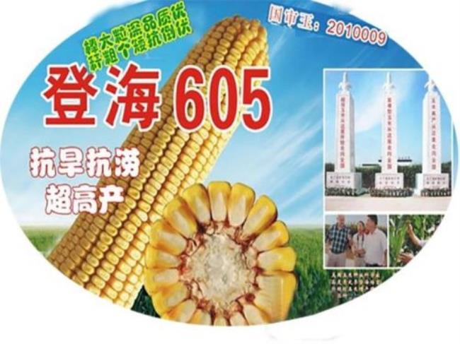 登海533和黄金良玉米种哪个好