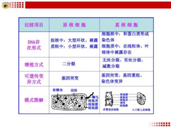 多核细胞与单核细胞的区别