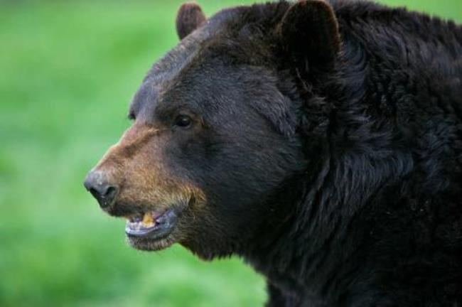 世界黑熊分布数量