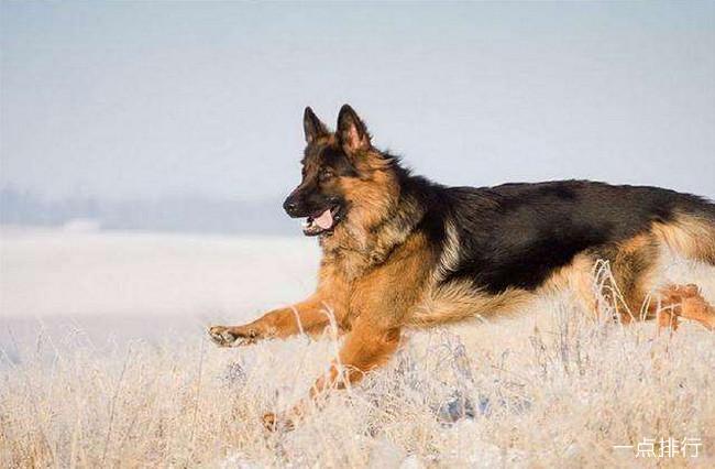 怎样区分狼犬和德国牧羊犬