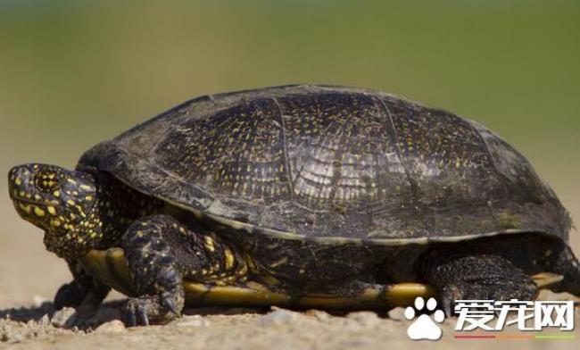 中国的巴西龟是真正的巴西龟吗