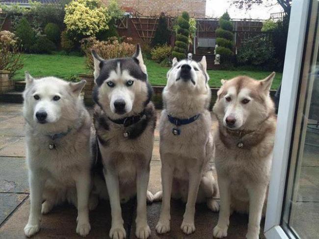 柴犬和哈士奇哪个好