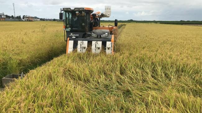 新西兰水稻种植面积
