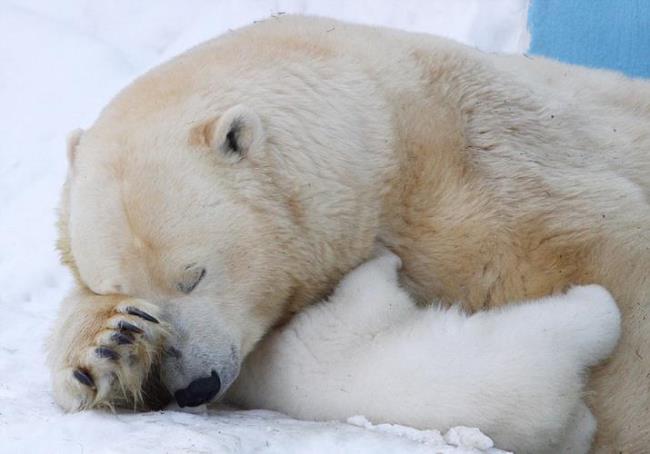 为什么俄罗斯被称为北极熊