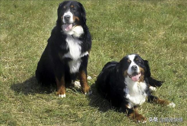 圣伯纳犬和伯恩山犬的区别