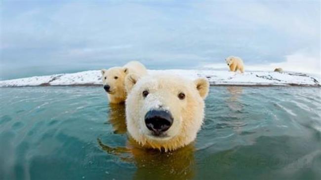 俄罗斯为什么不养北极熊