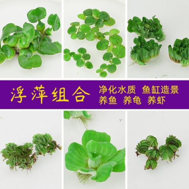 国家禁止养殖的水生植物