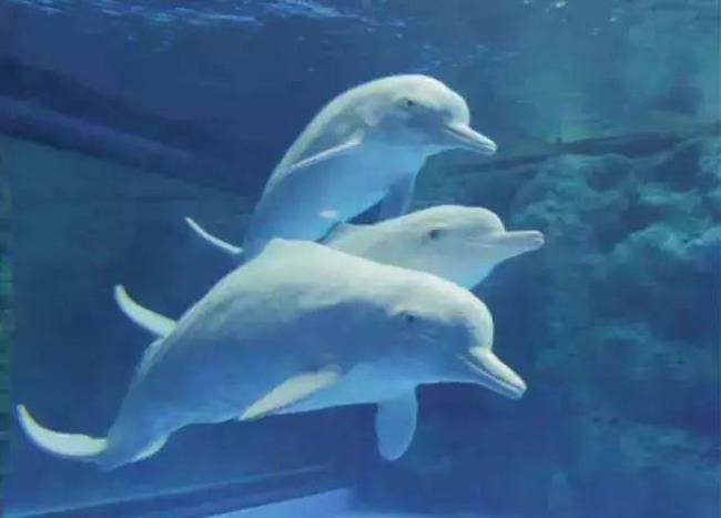 动物王国中最聪明的是海豚吗