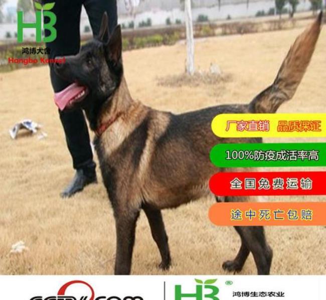 马犬和德牧串串好吗