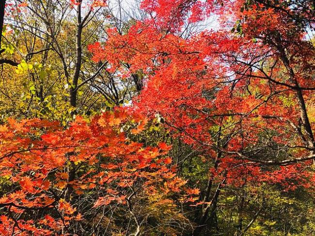 三面带枫叶国家