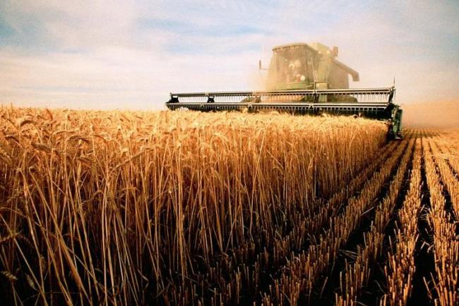 乌克兰小麦收割时间