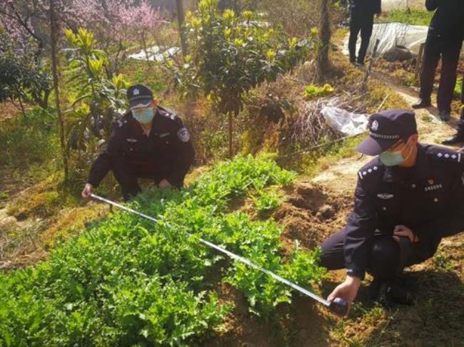 严禁非法种植的植物俗称