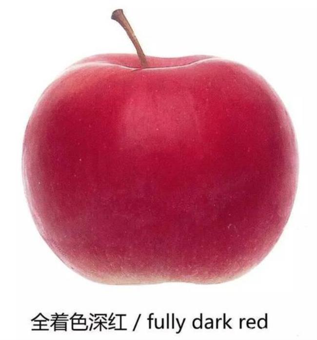 The apple is red改同义句