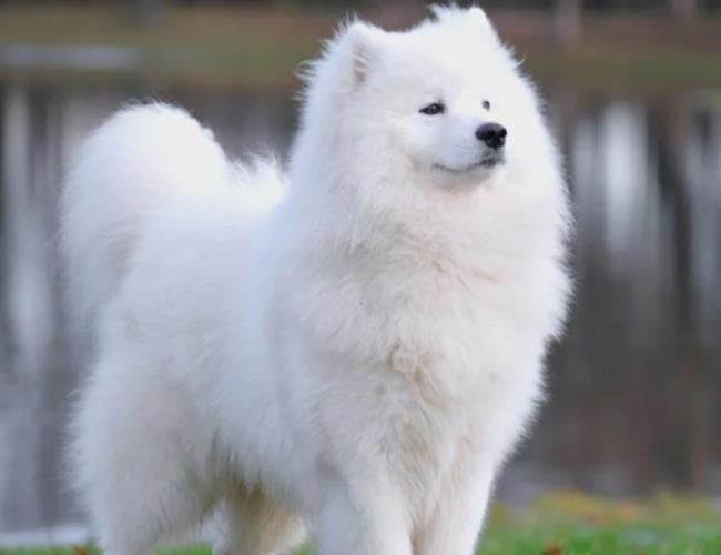 世界最贵最美十大名犬