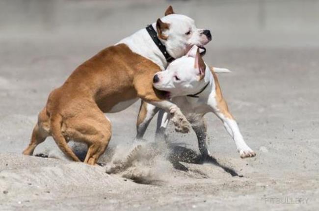 成年斯塔福犬喂养方法