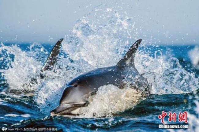 中国鲸类保护联盟是什么组织