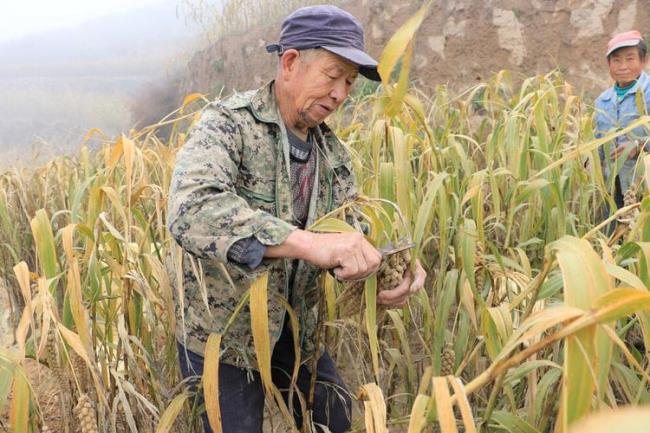 为啥陕北人说话像日本人