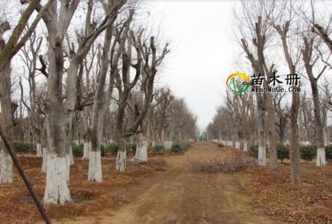 大树裸根移植甚么季节最好