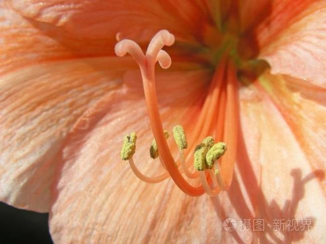 丁香花是在什么季节变成橙色的