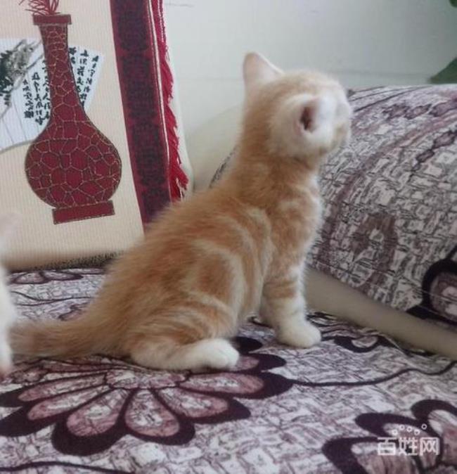 黄色的猫起什么名