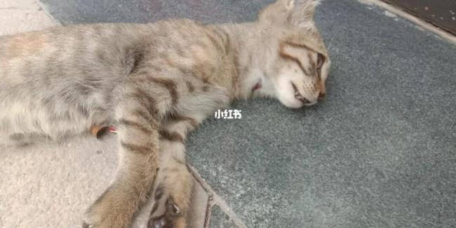 猫咪死之前会一直叫吗