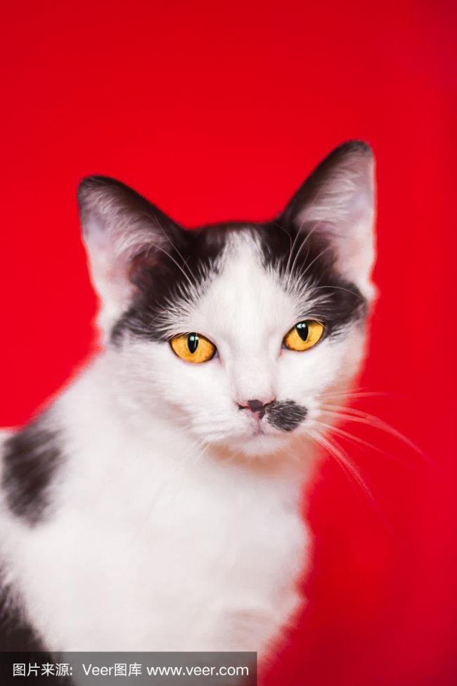 黑白黄眼睛的猫是什么品种