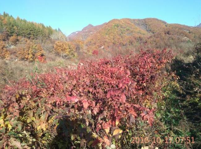 香山红叶正红演职人员表