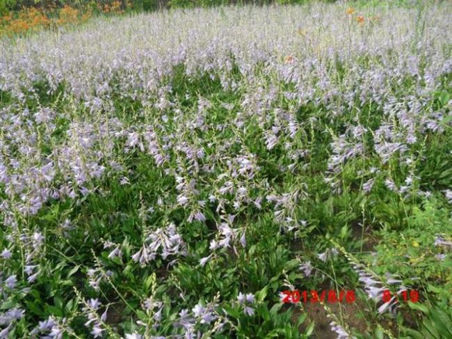 丁香玉簪花牡丹开花时间